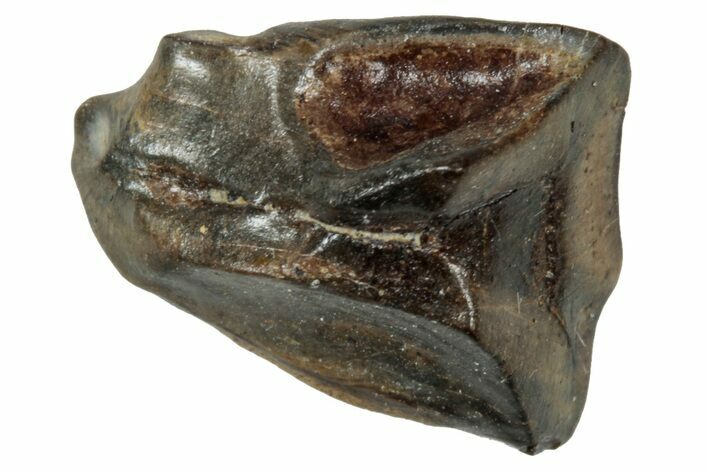 Fossil Triceratops Shed Tooth - Wyoming #358167